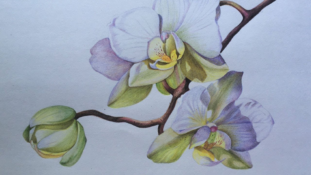 Orchid Flowers Drawing In Color Pencils Realistic White Orchid