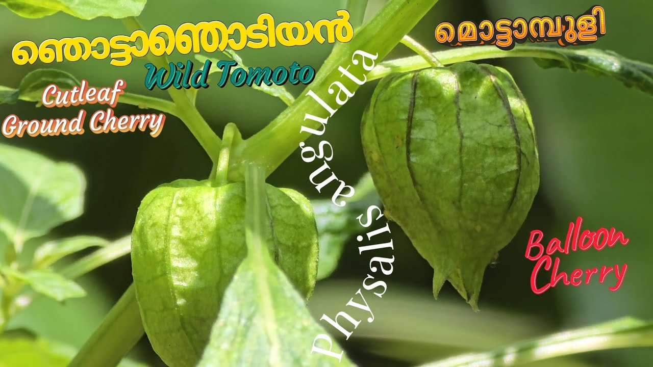 🍒 ഞൊട്ടാഞൊടിയൻ 🍒 മൊട്ടാമ്പുളി 🍒 Cutleaf Ground Cherry 🍒 Angular Winter Cherry 🍒 Physalis angulata 🍒