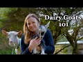 Watch this before getting dairy goats a beginners guide to maximizing your herds potential