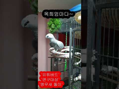 귀염둥이앵무새똘이 K-parrot [연구대상똘이뷰] Korean-gray parrot#shorts