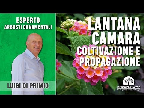 Video: Trapianto di lantana: quando e come trapiantare una pianta di lantana