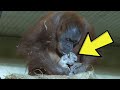 Cameras Captured An Orangutan Giving Birth For The First Time  Then She Took Her Baby To The Keepers