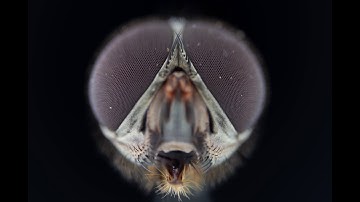 Extreme Macro Fly Time Lapse