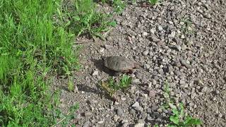 Wood Turtle Crossing the Road