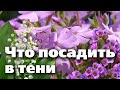 ДЕКОРАТИВНЫЕ РАСТЕНИЯ ДЛЯ ПОСАДКИ В ТЕНИ. ВЫ УДИВИТЕСЬ, КАК ИХ МНОГО!