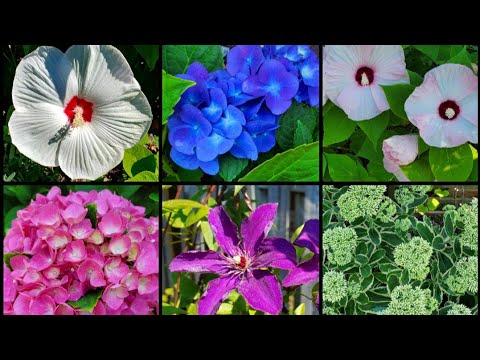 很快进入秋天了 花园里还有什么花在开 Youtube