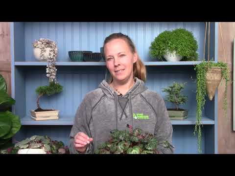 Video: Informazioni Rockfoil Saxifraga: come coltivare piante Rockfoil
