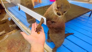 Cutest Otter Cafe In Harajuku Tokyo Harry Harajuku Terrace Vlog Youtube