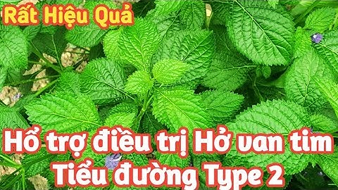 #5 Cây đuôi chuột - Hỗ trợ điều trị Hở Van Tim, Tiểu đường type 2 | Bảy Channel
