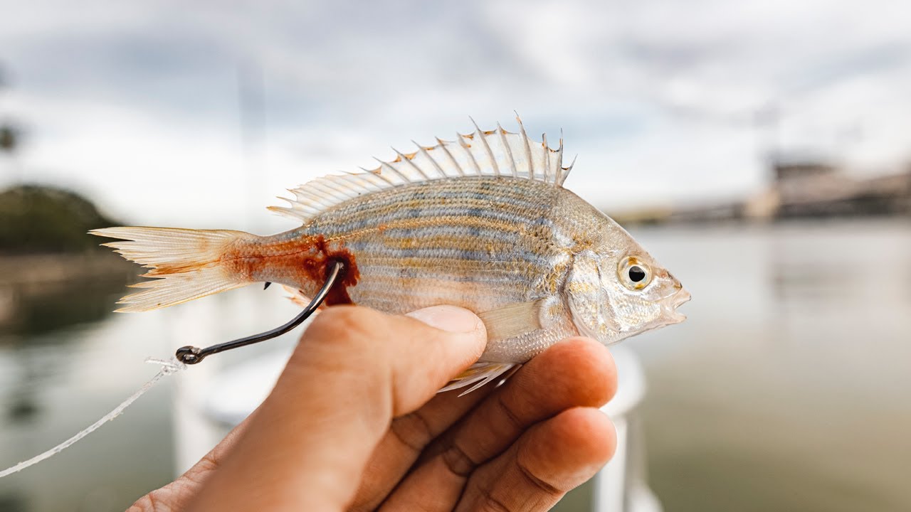 Ловля окуня в прибрежной зоне на живую рыбу-пинку!