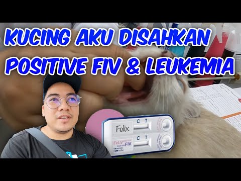 Video: Perbedaan Antara FELV Dan FIV Pada Kucing