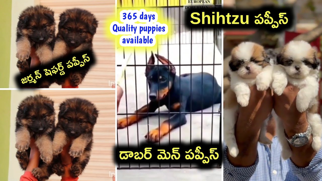 Doberman,shihtzu,gsd puppies for sale in telugu/63056 27184 /aj pets 