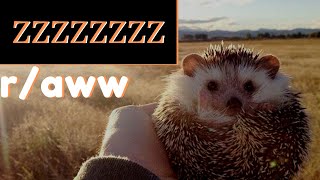 ASMR | Browsing r/awww (WHISPER, SOFT SPOKEN) screenshot 5