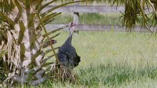 FWC SEGMENT 3   About Wild Turkeys