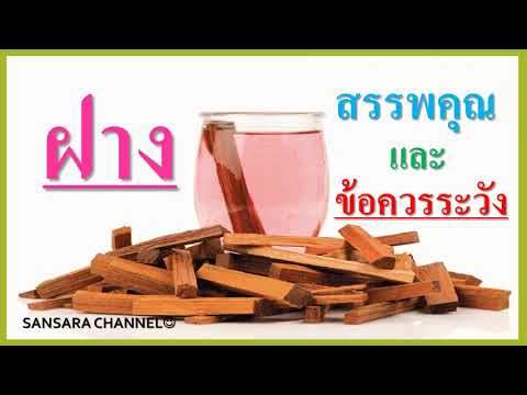 ฝาง : สรรพคุณและข้อควรระวัง | มะ ฝางข้อมูลที่เกี่ยวข้องล่าสุดทั้งหมด