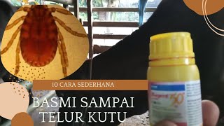 CARA MENGATASI KUTU PADA SAPi,ANTI GAGAL.!!