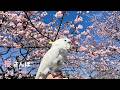 【散歩】桜さんぽ 2026