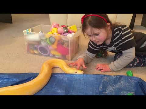 5 year old stroking 12ft Reticulated python's head with one finger.