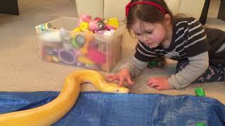 5 year old stroking 12ft Reticulated python's head with one finger.