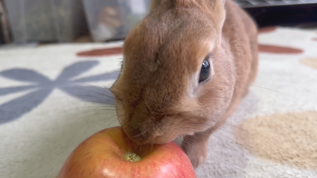 よく見ると微妙にカッコいい、うさぎのふく特集 【メンバー限定No92