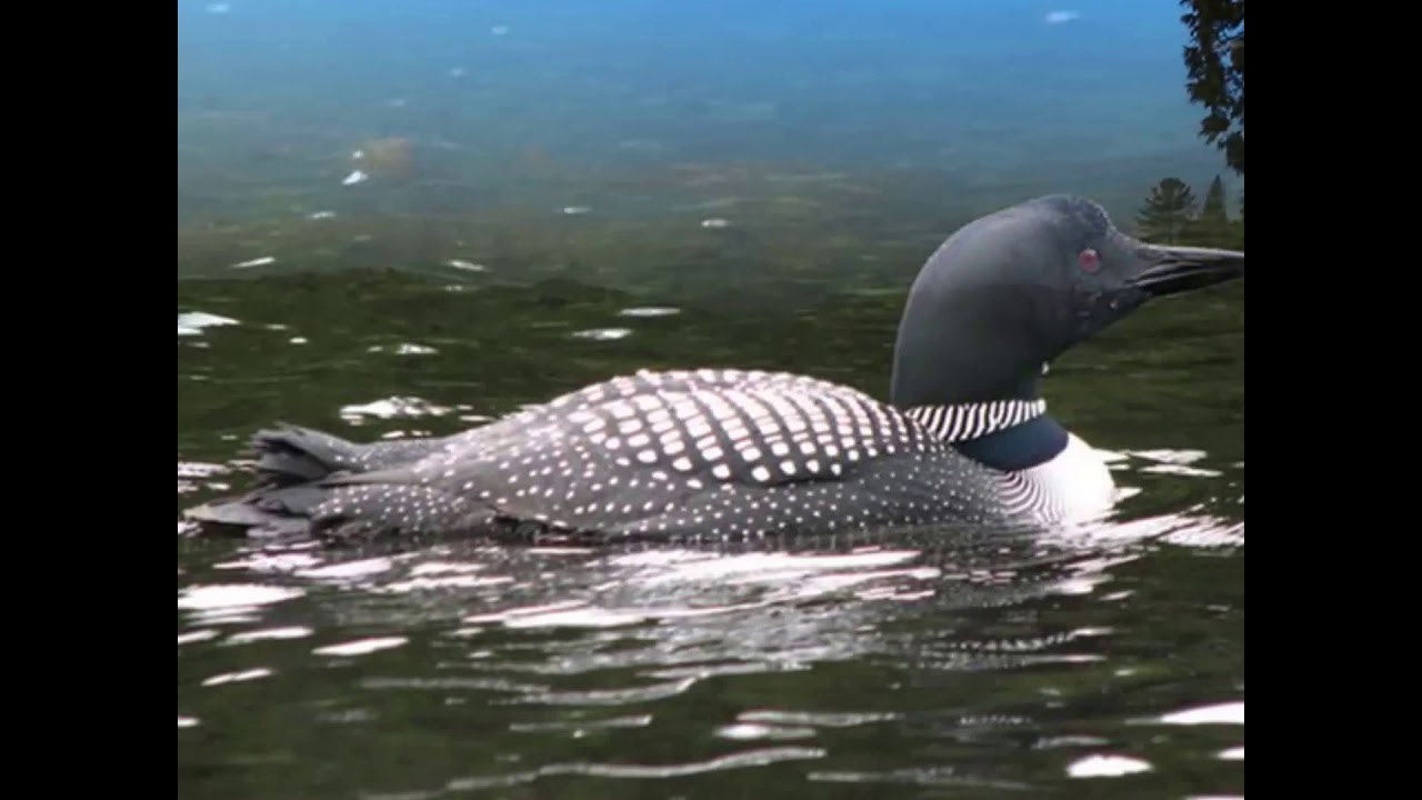 Pourvoirie La Réserve Boismenu (1)