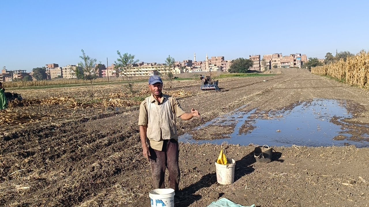 معلومات مهمه عن زراعة البرسيم مع المهندس الزراعي الاستاذ مسعد ابو مرسي