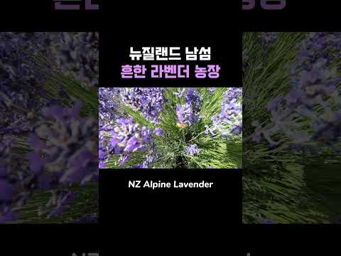 뉴질랜드 남섬 ‘알파카’ 라벤더 농장 후기｜여긴 진짜 힐링 그 자체