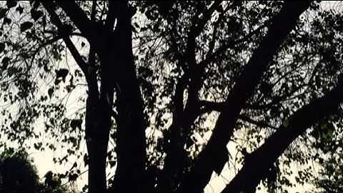 تلاوة سورة الحشر اية (21)