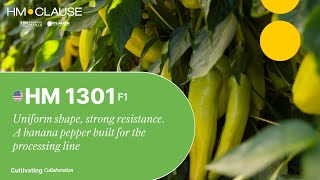 Hm 1301 The Sweet Banana Pepper That Combines Flavor And Strength