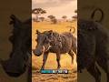 This Tiny Bird Saves a Warthog From Blood-Sucking Parasites | Nature’s Hidden Partnership
