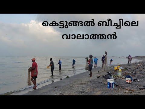 കെട്ടുങ്ങൽ ബീച്ചിലെ വാലാത്തൻ | fishing | sea fishing | fishing malayalam | fisherman | fish