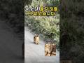 어미를 잃고 울던 사자…날 기억해줬습니다 The lion cub cried alone… then remembered me #사자구조 #아기사자 #감동스토리 #AnimalShorts