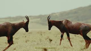 Lego Skillz & Halpe - La Sed Visualizer Flora&Fauna