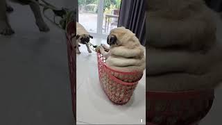 Fat pug rolling #animals #pug #funny #funnydogs #asia #china #usa