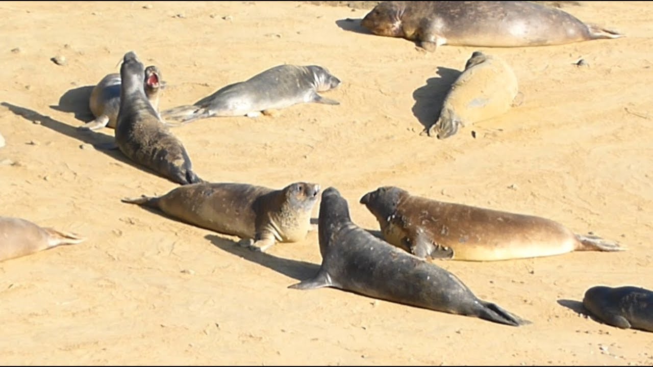 Elephant Seals Overlook, Point Reyes