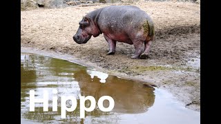 河馬 上岸大便 散步 Hippopotamus