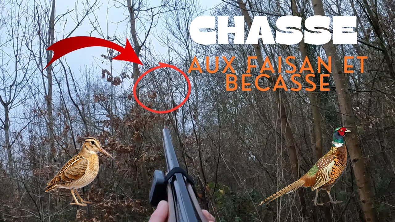 Chasse solo avec le chien aux faisans et bécasses