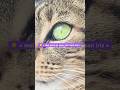 Immortaliser les yeux de votre chat 🐈