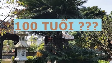 Cây Thiên Tuế hơn 100 năm tuổi | 100 years old Cycas pectinata