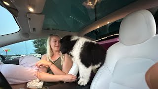 Meet Walter The Newf! Tesla Model 3 Road Trip From Florida Back To Colorado  Part 1