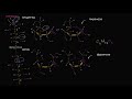 Молекулярная структура фруктозы (видео 4) | Макромолекулы | Биология