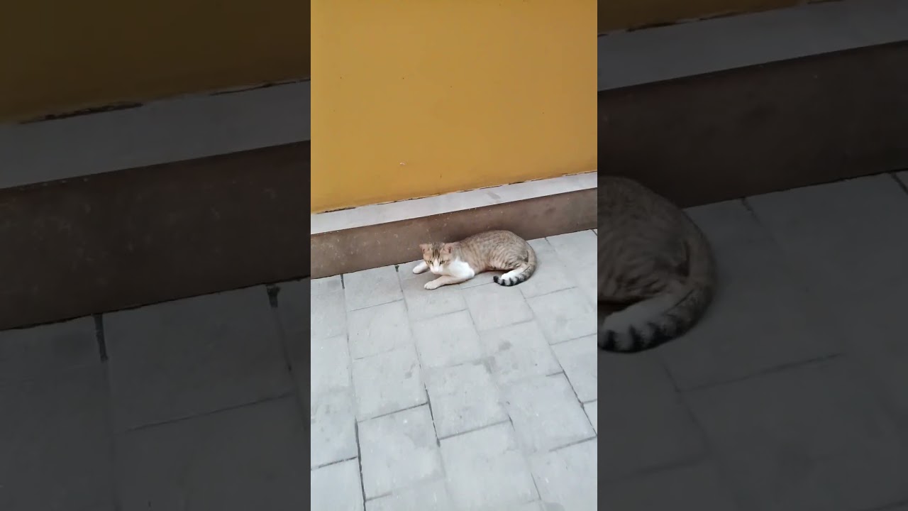 Cats look more cute when they increase their eye aperture 