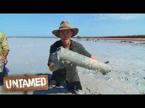 300,000 Migrating Birds Depend on This One Australian Bay | The Wild Life Of Tim Faulkner
