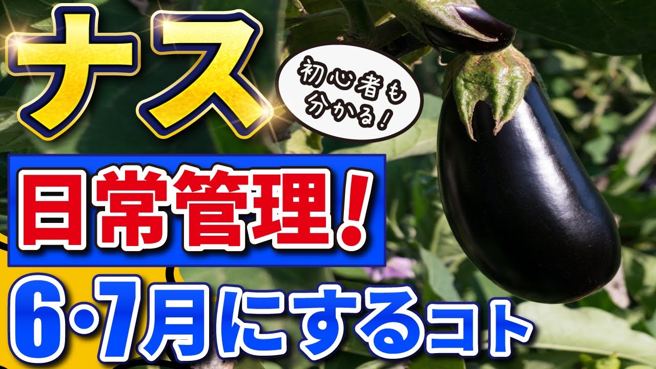 ナス】6・7月にするといい4つの日常管理【おいしく・たくさん収獲でき