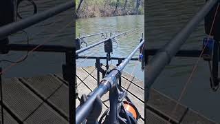 Carp run 1 Karpik #carpfishing #carprun