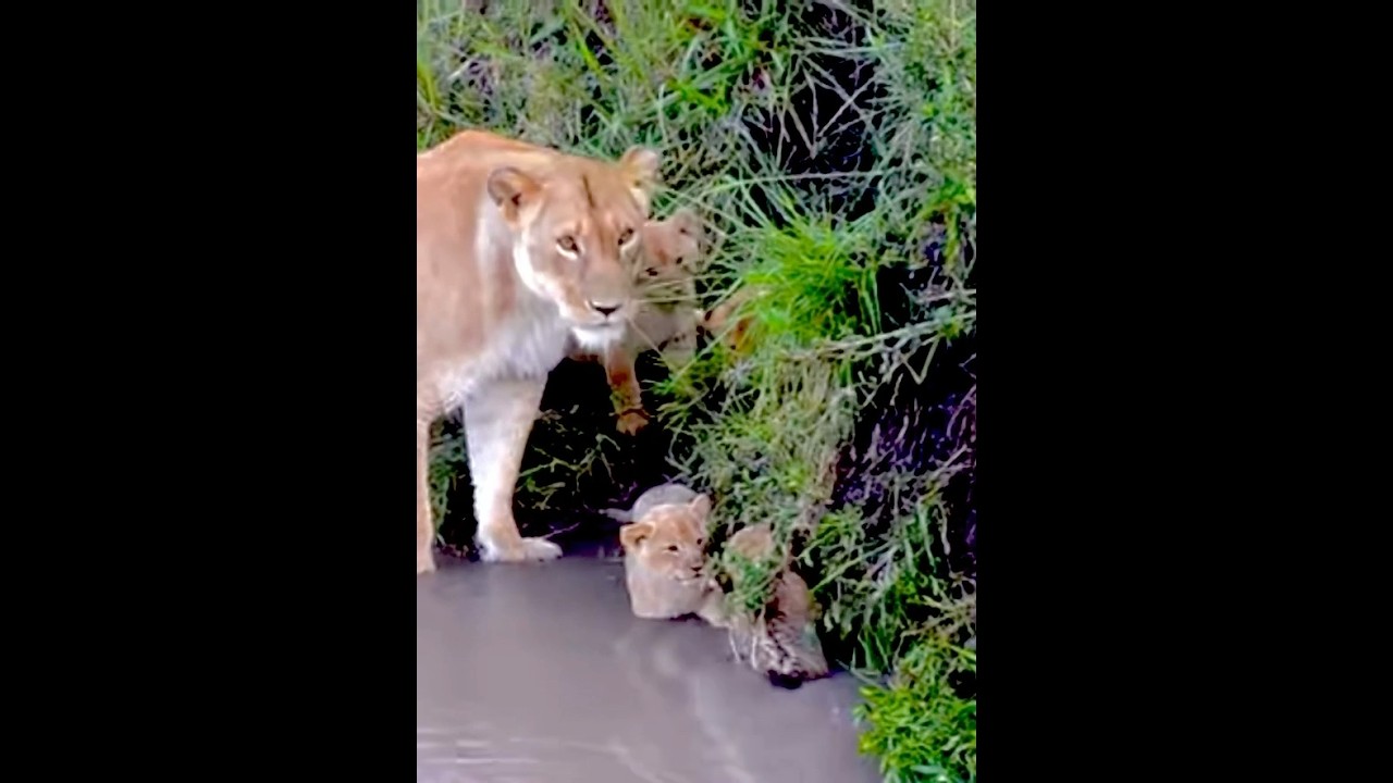 Cute Lion cub saving his little brother 