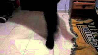 Práctica Shuffle FAIL