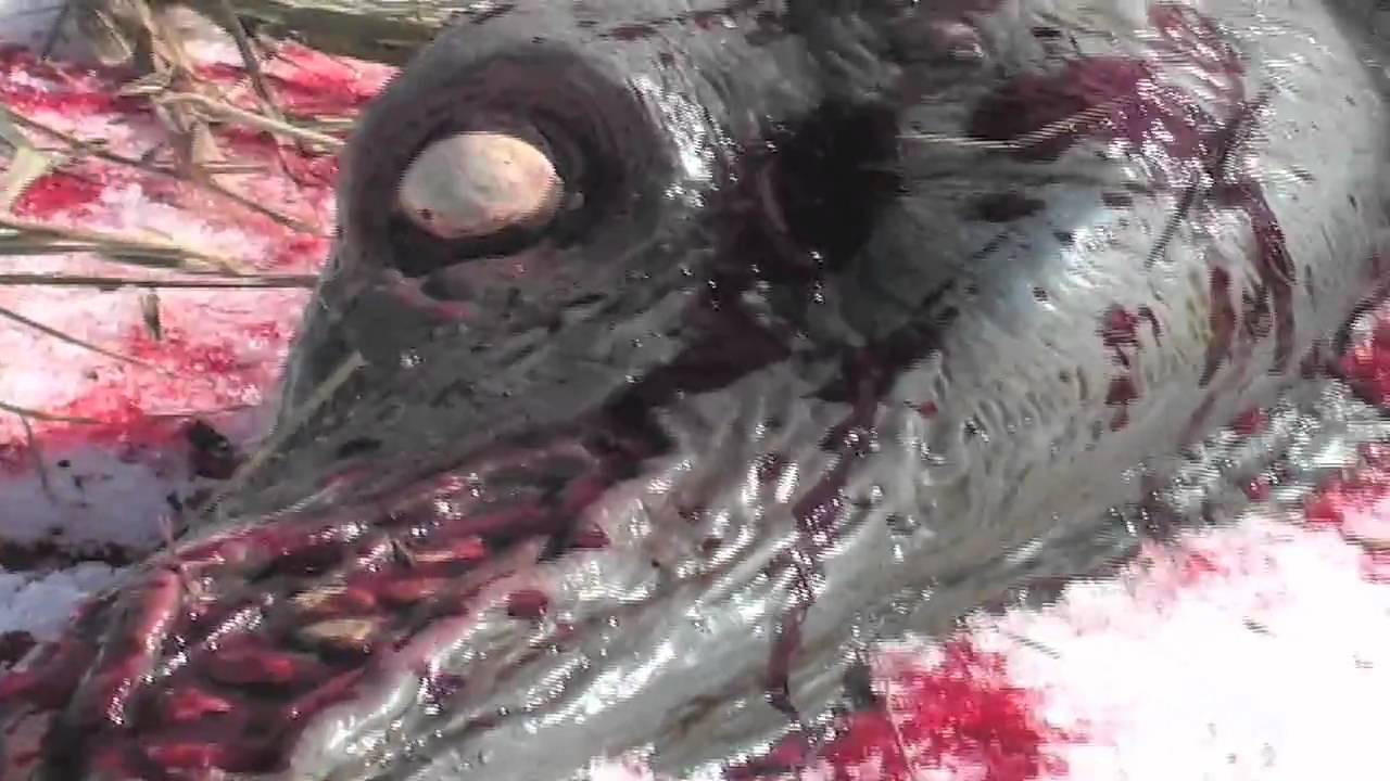 FrightProps Dead Dog Prop