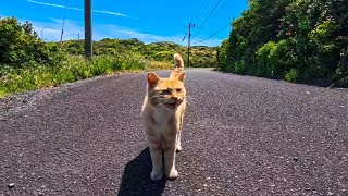 絶景の展望所に一人ぼっちで暮らす猫ちゃん、反対側の展望ポイントに行くと走って付いてきた
