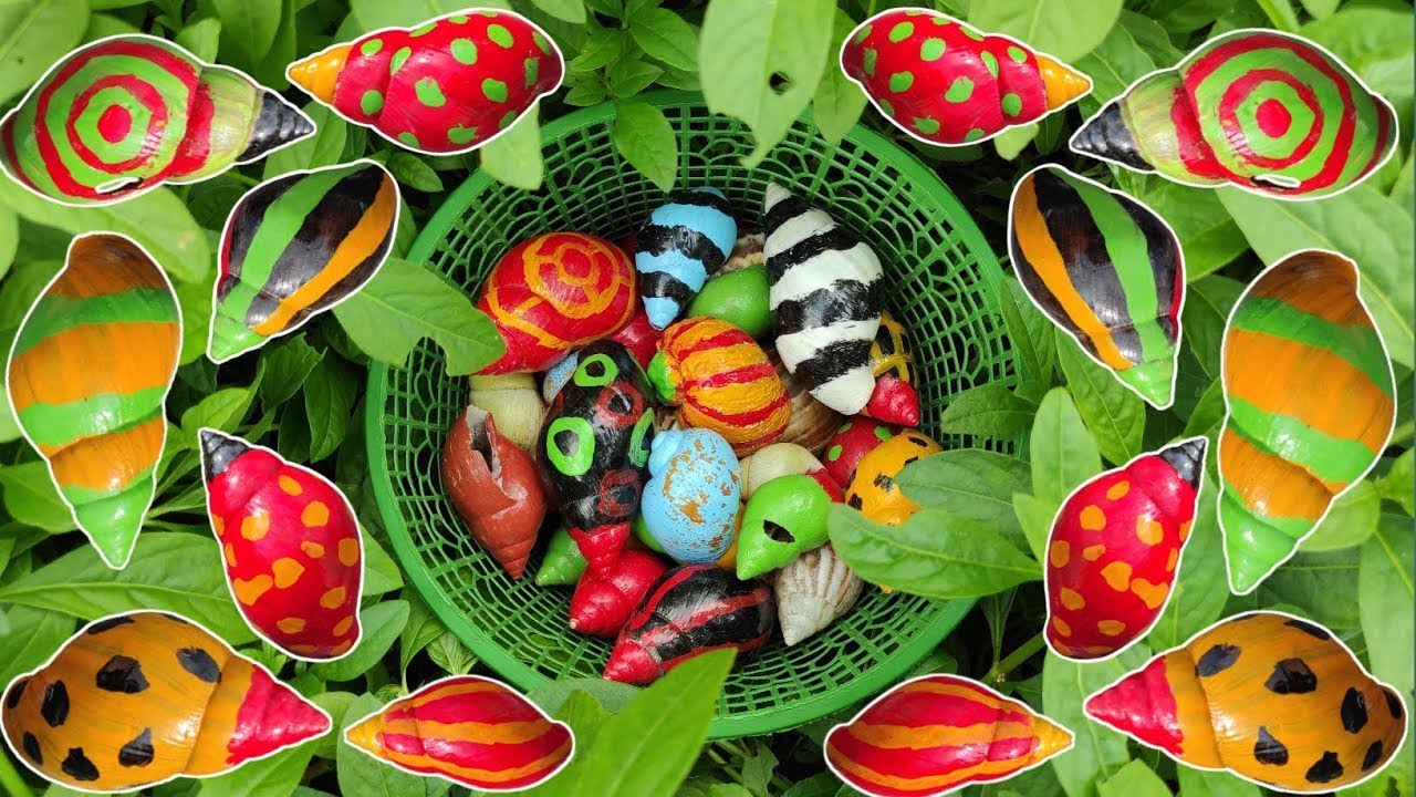 HUNTING SNAILS! Berburu Hewan Bekicot Dan Menemukan Banyak Cangkang Bekicot, Bekicot Siput Keong